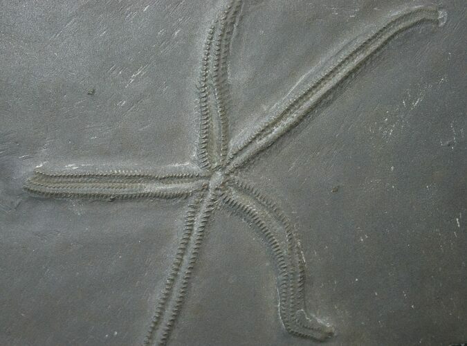 Hunsrück Slate Starfish (Urasterella) Fossil - Wide #17535
